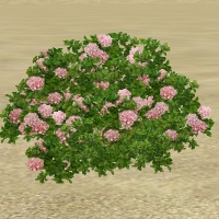 ContentListsCAWplant hydrangea pink.jpg