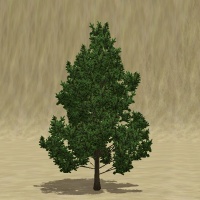 ContentListsCAWtree scotch pine.jpg