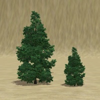 ContentListsCAWtree spruce.jpg