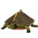 TurtleIndianRoofed.png