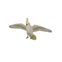 File:BirdCockatoo.png