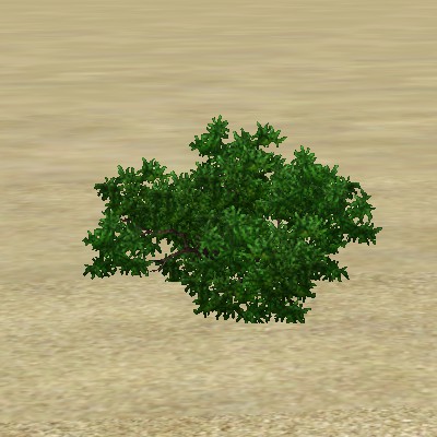 File:ContentListsCAWplant boxwood.jpg