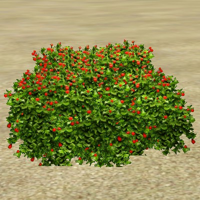 File:ContentListsCAWplant chinese lantern.jpg