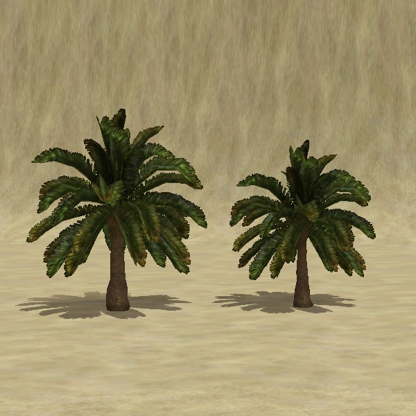 File:ContentListsCAWtree palm sago.jpg