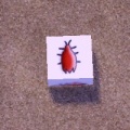 Thumbnail for version as of 18:04, 4 November 2011