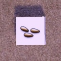 Thumbnail for version as of 06:03, 8 November 2011